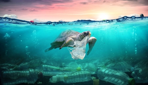 Celebración global por el Día Mundial del Medio Ambiente