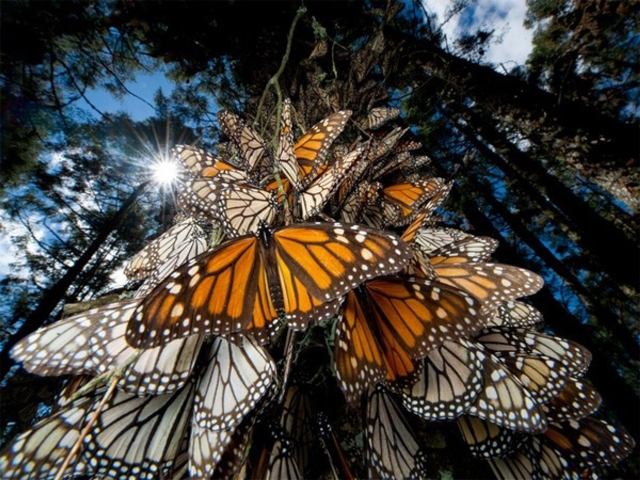 Mariposa Monarca entra a la lista roja de especies en peligro de extinción