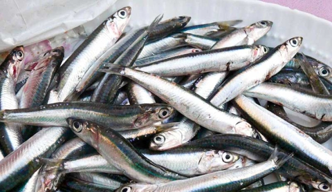 ¿Podrían desaparecer los charales? Esto es lo que dice la UNAM