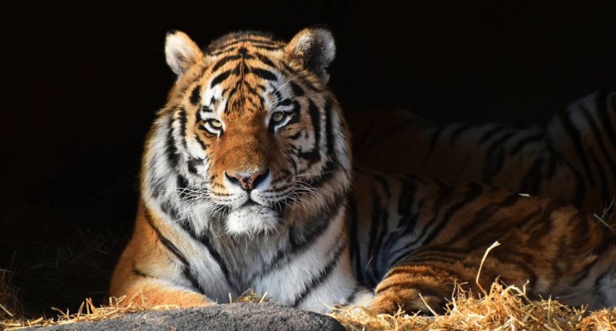 Día Mundial del Tigre: Un rugido por la conservación