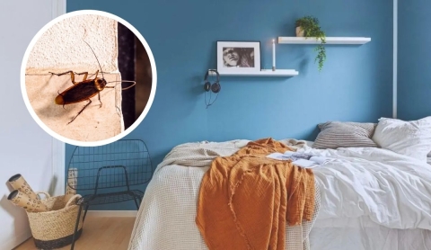 ¿Por qué las cucarachas aparecen más durante el calor?