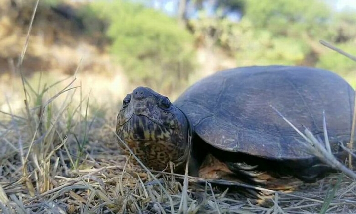 ¿Cuál es el secreto de la longevidad de las tortugas y reptiles?