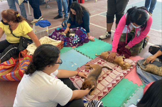 Más de mil mascotas esterilizadas este año en Jiutepec
