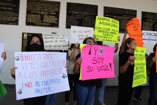 Organizaciones defensoras de animales presentaron una iniciativa para establecer como una obligación en la ley la tutela responsable de mascotas. 