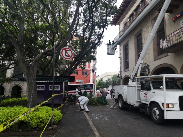 Cierran jardín Juárez para realizar poda &#039;sanitaria&#039; en árboles ficus con plaga