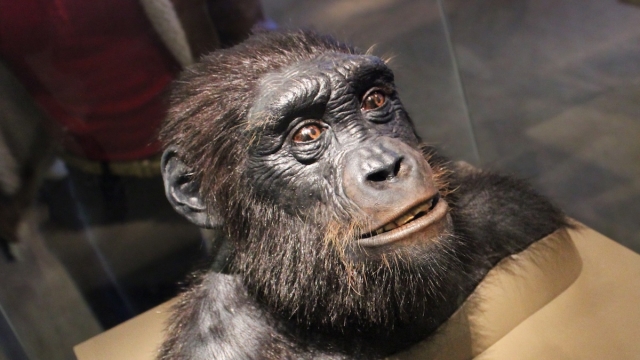 El bipedismo surgi&oacute; antes de lo pensado en nuestros antepasados