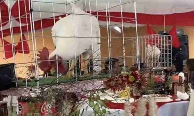 Quinceañera provoca controversia al usar gallos enjaulados como centros de mesa
