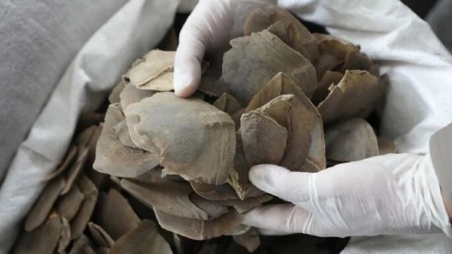Tailandia decomisa más de una tonelada de escamas de pangolín