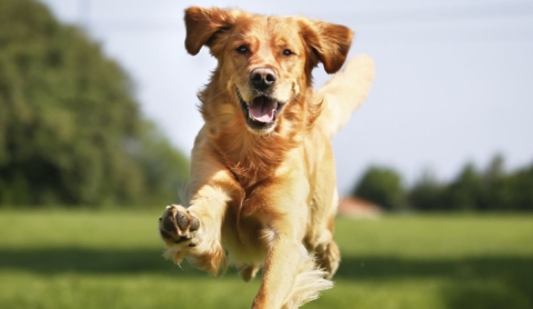 5 hábitos diarios para mejorar la vida de tu perro