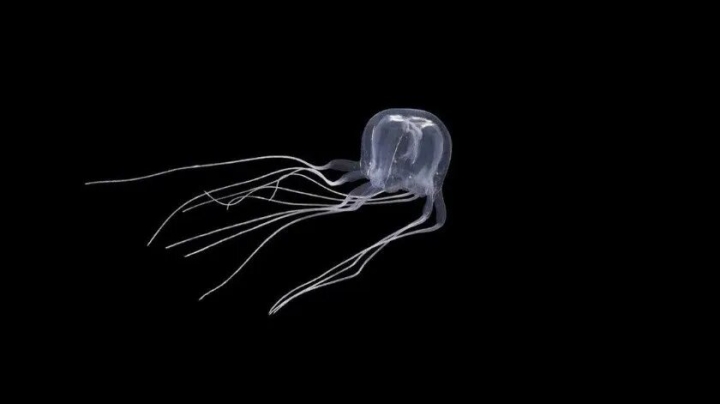 Encuentran una medusa en forma de cubo con 24 ojos en China