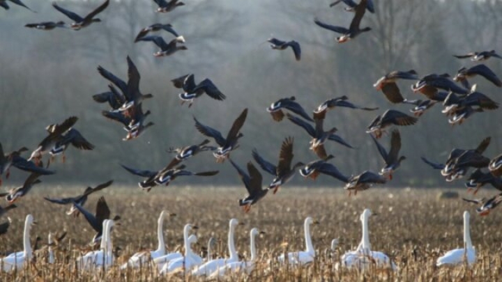 Científicos proponen un nuevo sistema de clasificación para aves