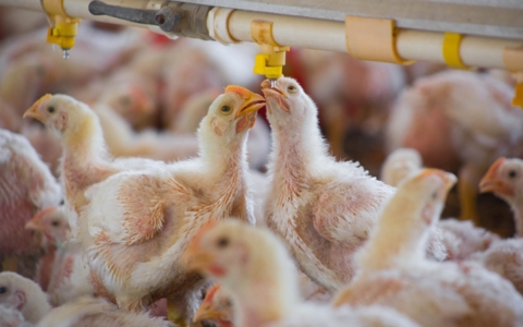 Europa intensifica confinamiento de aves por aumento r&eacute;cord de gripe aviar