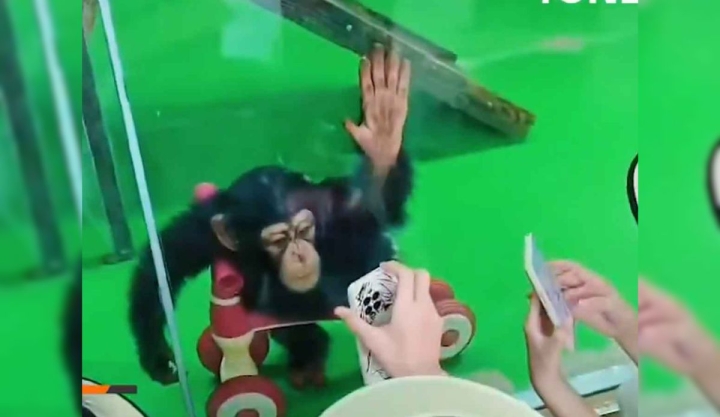 Excelsior