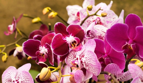 El método del hielo para orquídeas: ¿cuántos cubos usar y cuándo aplicarlo?