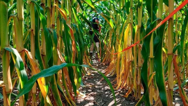 Onda de calor amenaza cosecha de granos en Estados Unidos