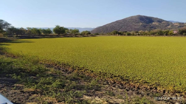 La planta impide que el ganado se provea de agua.