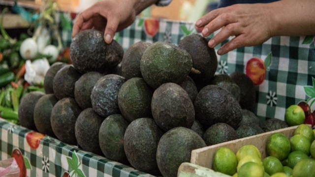 Aguacate llega hasta 140 pesos el kilo