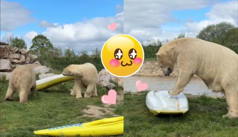 Dos osos polares sorprenden al jugar con kayaks y simular maniobras de RCP