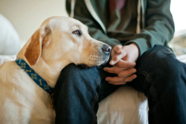 &iquest;C&oacute;mo detectan los perros el estr&eacute;s de su due&ntilde;o? La ciencia explica su sorprendente sensibilidad