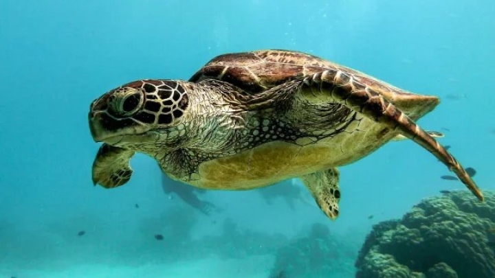 Hallan enzimas capaces de medir la exposición de tortugas marinas al plástico