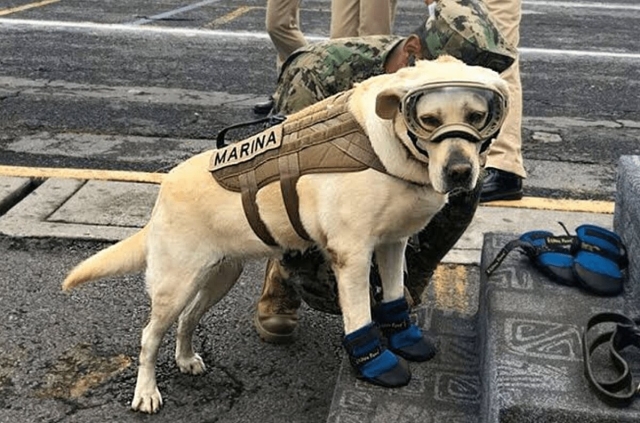 ¿Qué pasa con la salud de ‘Frida’, la perrita rescatista del 19S? Esto sabemos