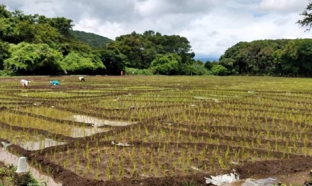 Este año la falta de lluvias afectó severamente al campo morelense.