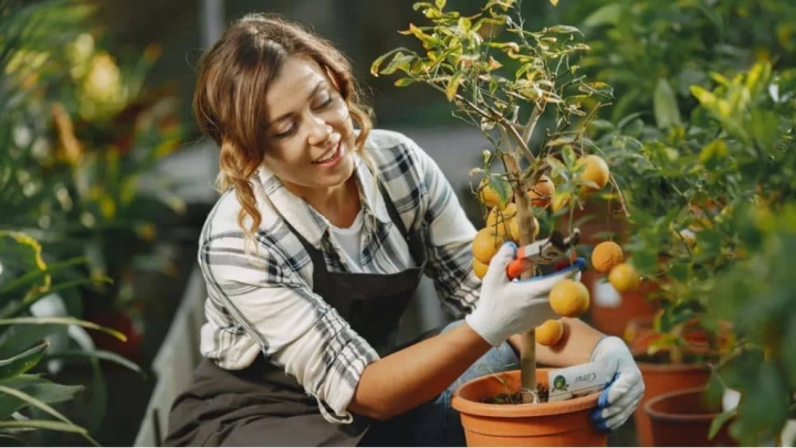 ¿Cómo hacer que tu árbol dé más frutos y más rápido sin lastimarlo?