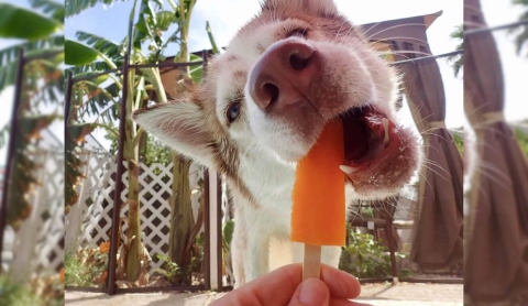 ¡Alto al calor! Sorprende a tu perro con estas botanas congeladas