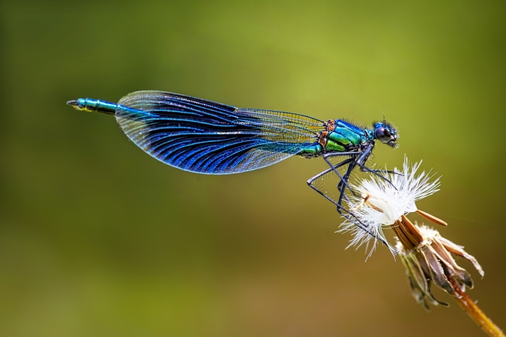 Los insectos podrían sentir dolor, revela un nuevo estudio