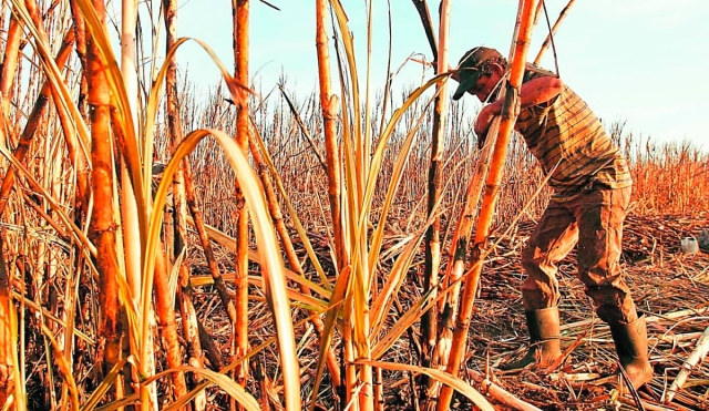 En riesgo, producción de caña de azúcar en el poniente por sequía