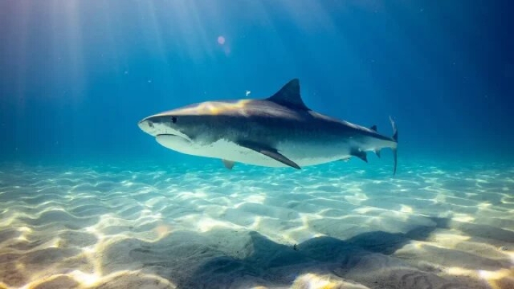 Así es como la sobrepesca está acabando con los tiburones de arrecife