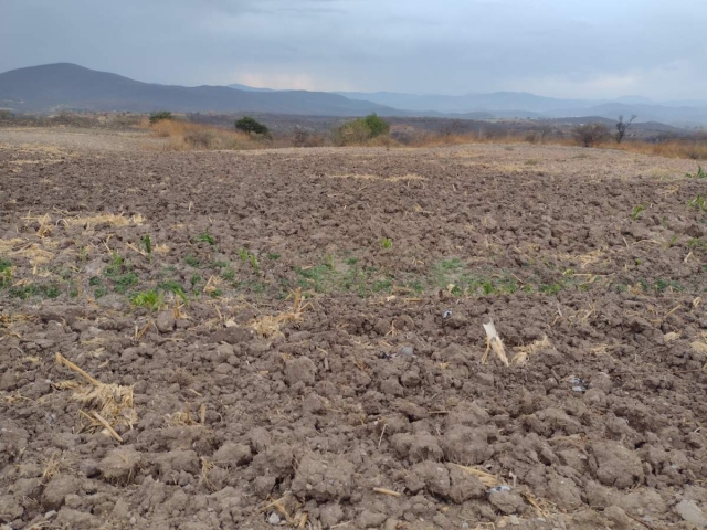 Los productores agrícolas siguen a la espera de los temporales.