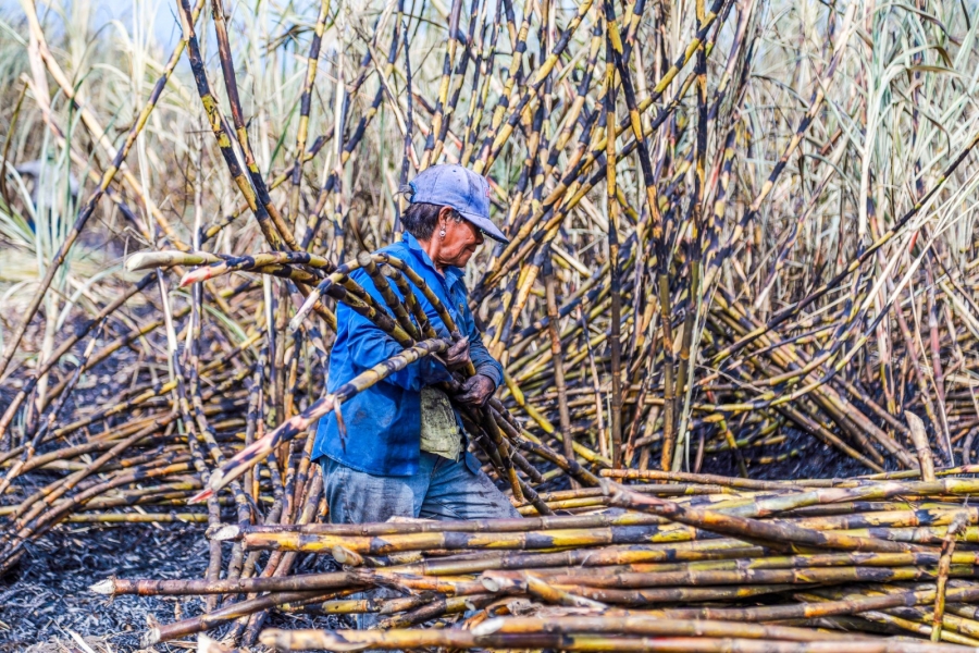 Destaca Morelos a nivel nacional por su industria cañera
