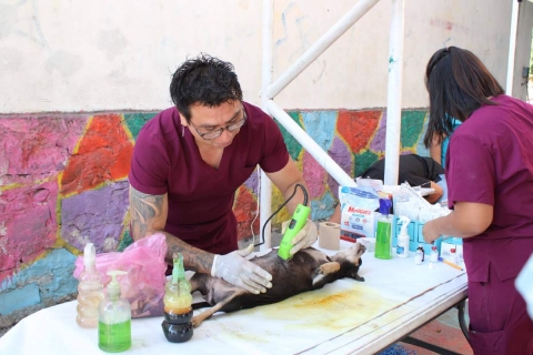 Inicia campa&ntilde;a de esterilizaci&oacute;n gratuita de mascotas en Yautepec