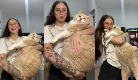 Una joven muestra a su gato gigante y se vuelve viral en TikTok