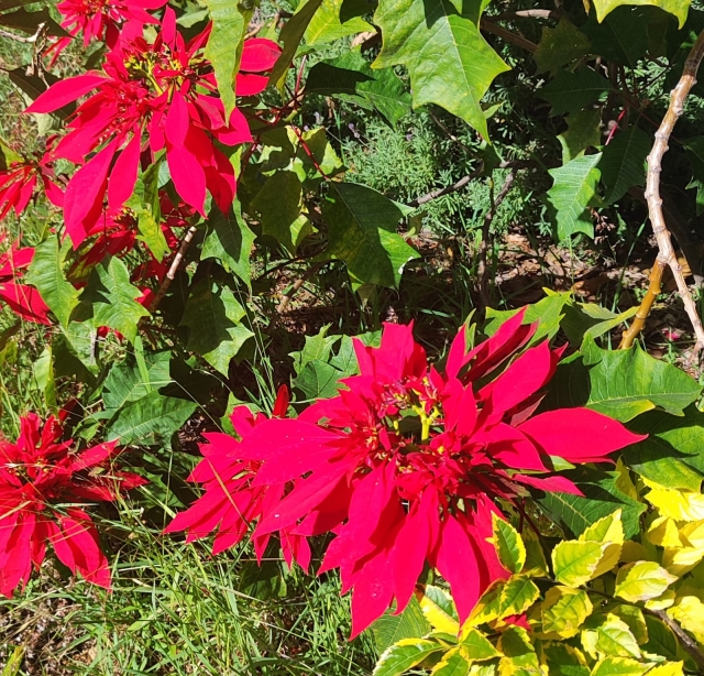 La Flor de Nochebuena, buen pretexto para visitar Morelos