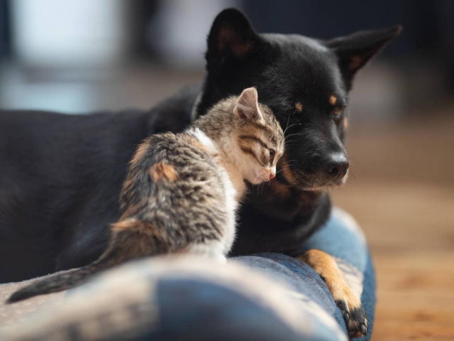 Tu perro o tu gato pueden contagiarse de covid, pero por suerte es poco probable