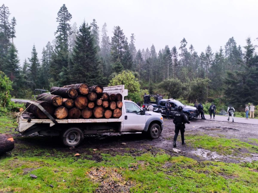 El proyecto plantea que la Profepa, en coordinación con autoridades estatales y municipales, podrá denunciar ante el MP cualquier acto de tala ilegal detectado. 