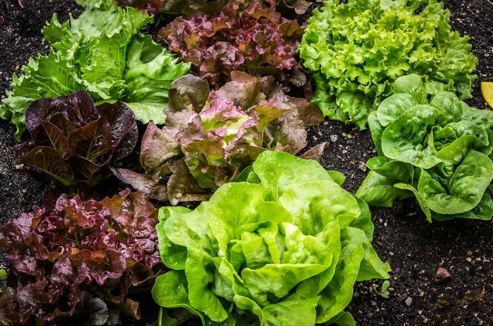 ¿Cuántos tipos de lechuga existen? Te explicamos