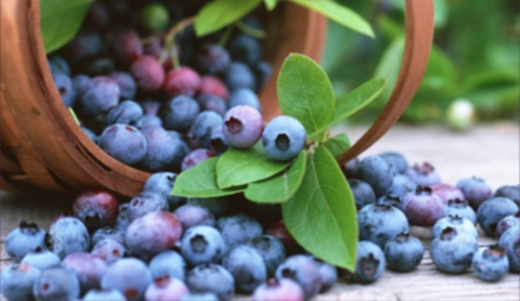 Cultivar arándanos en casa es posible: solo sigue estas recomendaciones