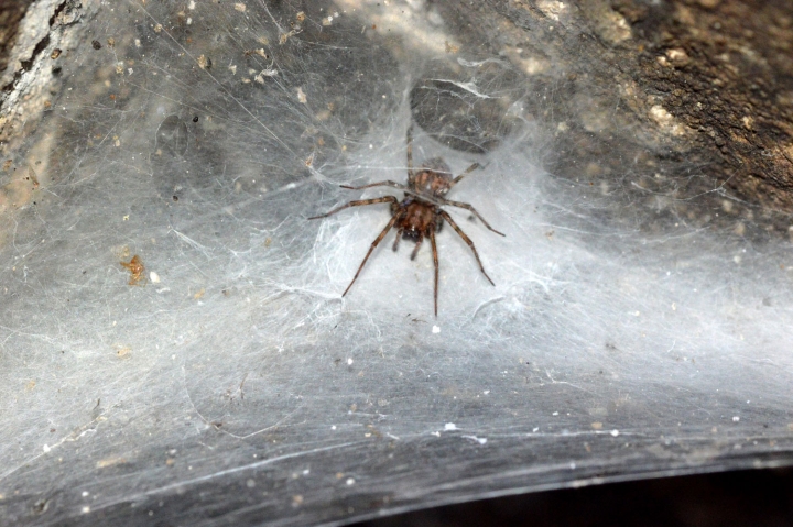 Descubren 7 especies de arañas de tela en embudo en cuevas de Israel