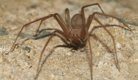 ¿Cómo identificar una mordedura de araña violinista y qué hacer al respecto?