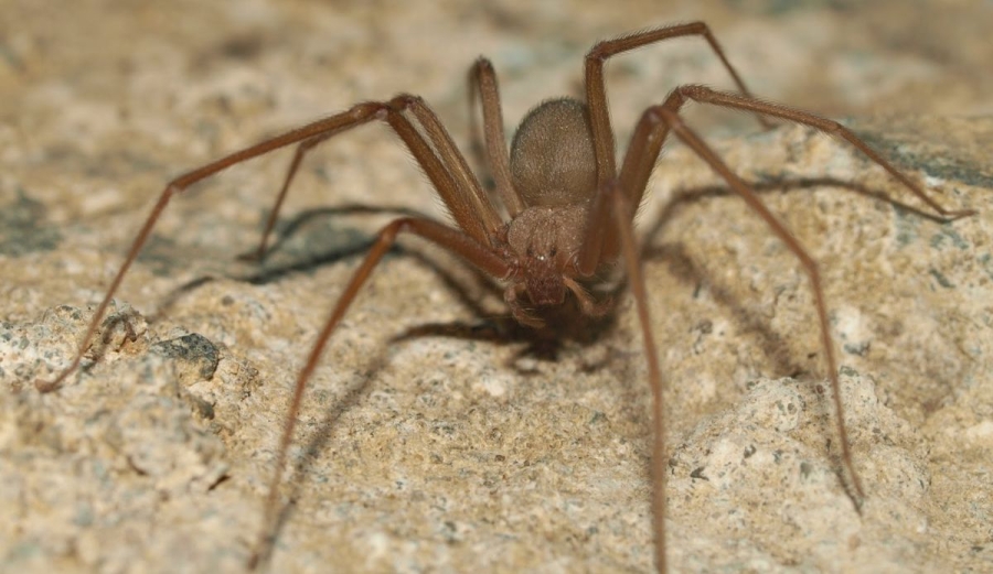 ¿Cómo identificar una mordedura de araña violinista y qué hacer al respecto?