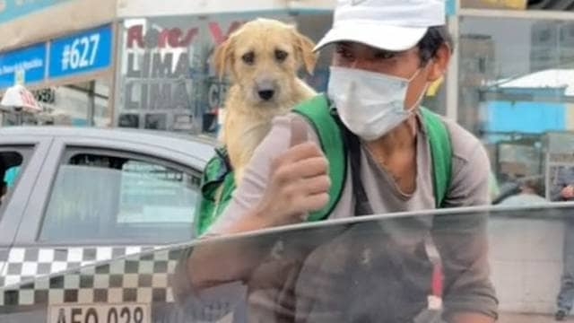 Limpiaparabrisas carga a su perrito en la espalda mientras trabaja.