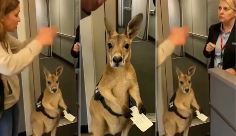 El canguro que &#039;iba a abordar un avión&#039;: el video viral creado con IA que confundió a miles en redes