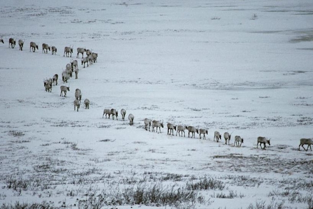 Especies migratorias se enfrentan a la falta comida, depredadores y nuevas enfermedades en el Ártico