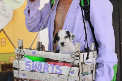 Los propietarios deben ser responsables y llevar a sus mascotas a vacunar para evitar que contraigan rabia.