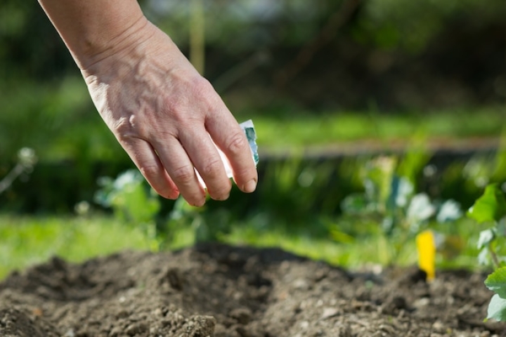 3 frutas que puedes cultivar en abril, ya sea en maceta o en tu jardín