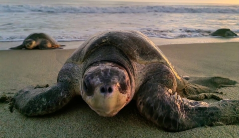 Mazunte: De cazadores de tortugas a guardianes del ecosistema