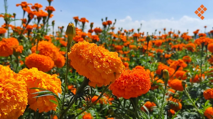 Consejos para cuidar tus flores de cempasúchil y hacer que duren más tiempo